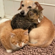 SOT.Heartwarming Guardian: Dog Helps Shy Kittens Bond with Humans.SOT