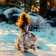 SOT.Meet Henri: The Epitome of Winter Elegance in a Norwegian Forest Cat.SOT