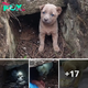 El cachorro abandonado, asustado y solo, se escondió en la cueva de una casa abandonada después de perder a su familia.criss