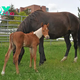 Tragic events bring orphan colt, mare together