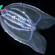 This transparent sea creature can age in reverse