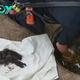 Firefighters rescued 8 puppies from the sewer, but it turned out that they were not puppies at all