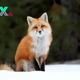 The Fox: An Adaptable and Fascinating Creature H15