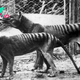 Tasmanian tiger: Facts about the extinct thylacine