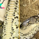 Burmese python eats even bigger reticulated python alive, in 1st-of-its-kind encounter