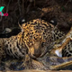 See a jaguar shattering a crocodilian's skull and a 'David Bowie' spider in this sneak peak of the 2024 Wildlife Photographer of the Year