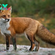 The Fascinating World of Foxes H17