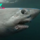 A really big shark got gobbled up by another, massive shark in 1st known case of its kind