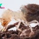 Kamikaze termites blow themselves up with 'explosive' backpacks — and scientists just figured out how