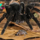 We now know why tarantulas are hairy — to stop army ants eating them alive