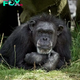 Betty, Dublin Zoo’s longest resident and oldest chimp in human care, dead at 62 — rest in peace