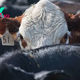 Anthrax has killed over 50 animals in Wyoming — what's the risk to people?