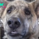 Owner tells dog he passed all the treats to the cats, over 200 million have watched his reply