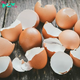 Reasons to Keep Those Eggshells