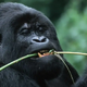 Wild gorillas in Gabon eat plants with antibacterial abilities against drug-resistant E. coli