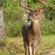 Outdoors in RI:  Author! Author! Nature lovers book sale and sign event – Archery Deer season opens