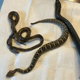 4-foot snake vomits up 2 smaller snakes — and 1 was still alive