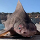 Angular roughshark: The pig-faced shark that grunts when captured