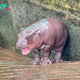 She’s an Icon, She’s a Legend, and She Is the Moment. Meet Viral Baby Hippo Moo Deng