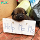 Tiny Hero’s Silent Plea: Abandoned Puppy’s Heartbreaking Search for Compassion in a Cold World.lamz