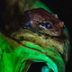 'Absolutely magical': Rare glowing duo of tree frog and parasitic ghost fungus captured in otherworldly photo