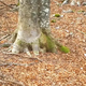 A man decides to film a tree in the woods for one year: What the camera captured was breathtaking