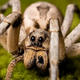 Wolf spiders: Behavior, bites and other facts