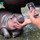 Thai Zoo Is Trademarking ‘Moo Deng the Hippo’ to Commercialize Its Internet Starlet