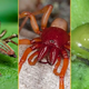 3 remarkable spiders: A vegetarian, a vampire and a predator that uses 'pincer, fork and key'