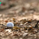 How many golf balls are lost every year in the US?