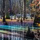 Rainbow swamp: The flooded forest in Virginia that puts on a magical light show every winter