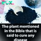 The Plant Described in the Bible as Having the Ability to Heal All Ailments