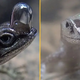 'Scuba-diving' lizards breathe underwater by wearing air bubbles on their noses — just like in a cartoon