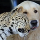 The Unlikely Friendships Between Dogs and Other Animals