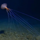 Watch extremely rare footage of a bigfin squid 'walking' on long, spindly arms deep in the South Pacific