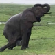 Elephant Gives Birth to Something Very Rare, Staff Sees The Baby & Immediately Screams!