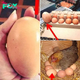 Farmer finds giant egg but what was inside was even more puzzling