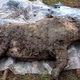 32,000-year-old mummified woolly rhino half-eaten by predators unearthed in Siberia