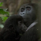 'The simplicity of life just hits you': Watch rare footage of critically endangered eastern lowland gorilla feeding her baby in the wild