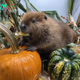 Why There Is a Court Battle Over This Beaver Being Released Into the Wild