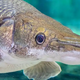 Alligator gar: The 'living fossil' that has barely evolved for 100 million years