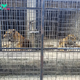 Dozens of Zoo Tigers Die After Contracting Bird Flu in Vietnam