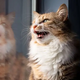 Why do cats 'chatter'?