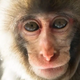 Scientists restore monkey's vision with a patch made from human stem cells