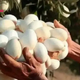 When she saw white eggs hanging on a tree, she was amazed at what they really were