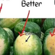 The Art of Selecting the Perfect Watermelon: A Guide to Sweetness and Ripeness…