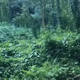 A woman takes a photo while sprinting through the rainforest, only to later notice an eerie detail in the bushes