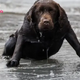 A man saves a stray dog that had fallen into the ice, leading him to a lost family inheritance