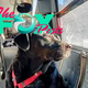 Dog Learned to Ride Bus Alone to Seattle Dog Park