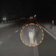 Tesla drives over a deer at full speed, driver’s dashcam shows | The Express Tribune